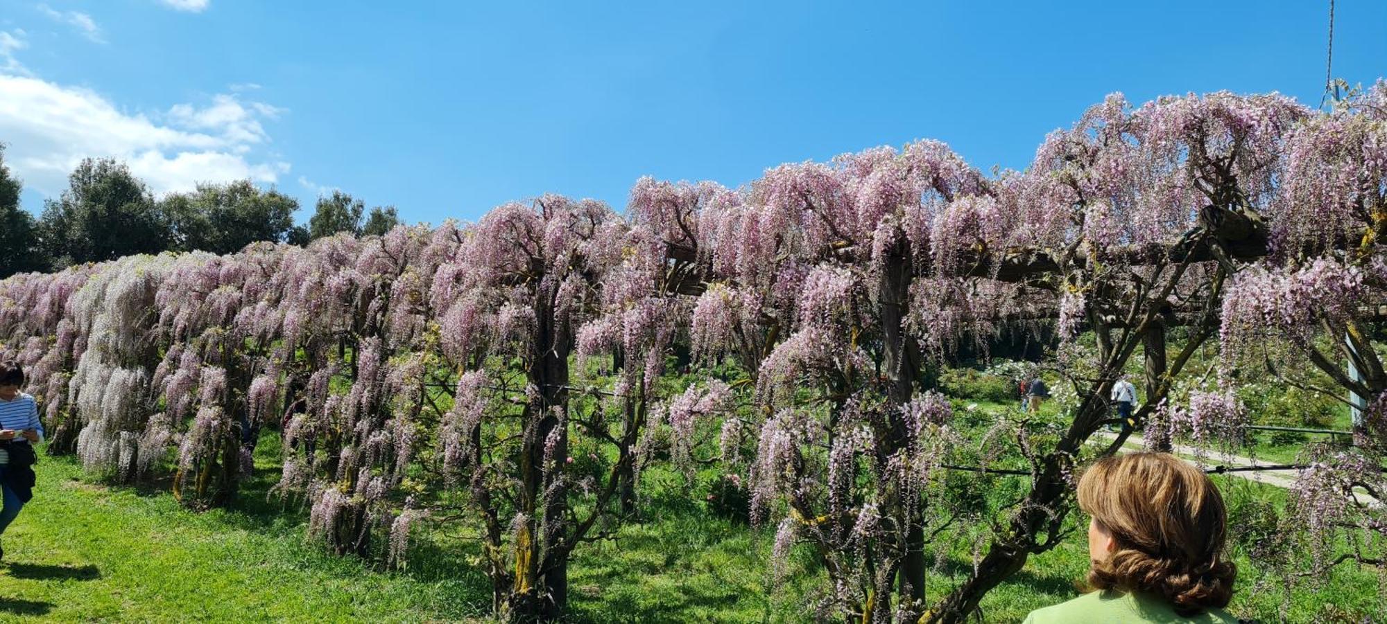 Agriturismo Buonasera バニョレージョ エクステリア 写真